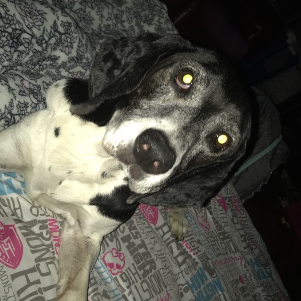 Meet your Posher, Lily